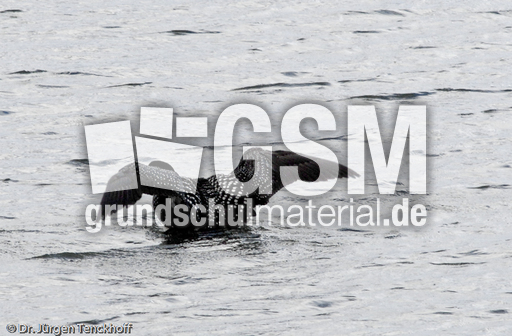 Eistaucher (8 von 26).jpg